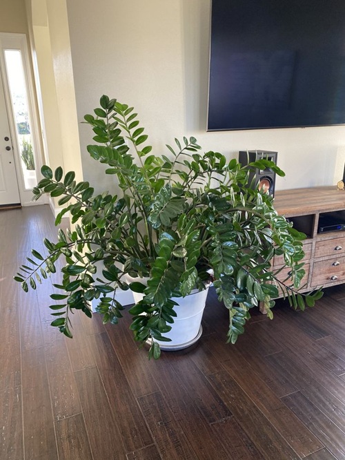 Places in Your Home Where Plants Grow Best