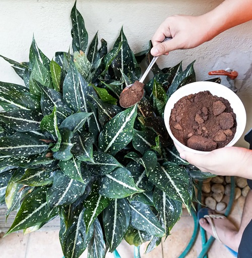 Coffee ground