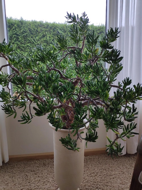 Crassula Ovata ‘Gollum’