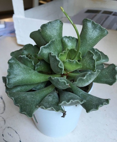 Crinkle Leaf Plant in pot