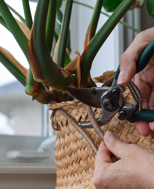 Cutting Off or Hiding Aerial Roots