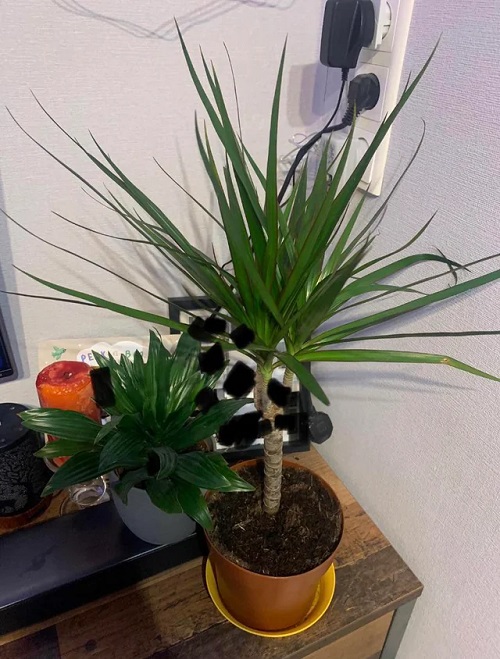 Beautiful Houseplants 2