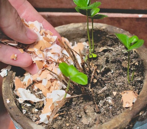Kitchen Items that Make Houseplants Grow Faster and Thicker 3