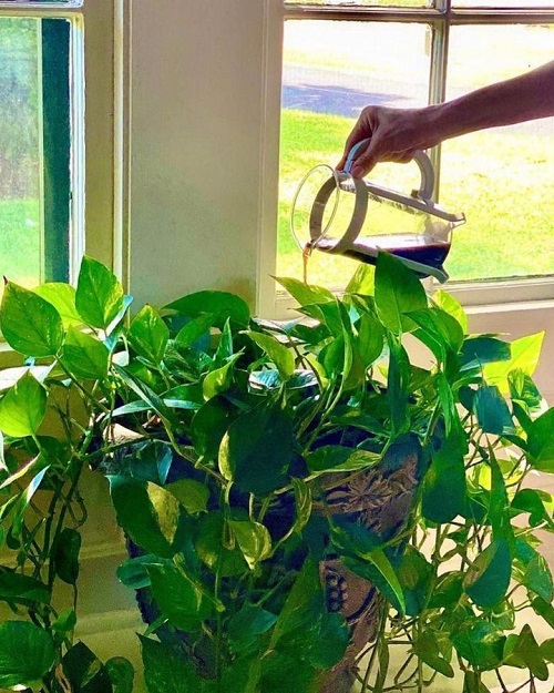 Fertilize Pothos for Fuller Growth