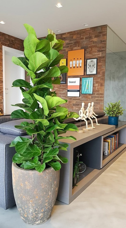 Tricks to Force a Fiddle Leaf Fig to Branch Without Topping It