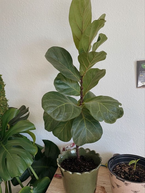 Tricks to Force a Fiddle Leaf Fig to Branch Without Topping It