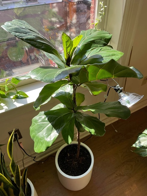 Tricks to Force a Fiddle Leaf Fig to Branch Without Topping It