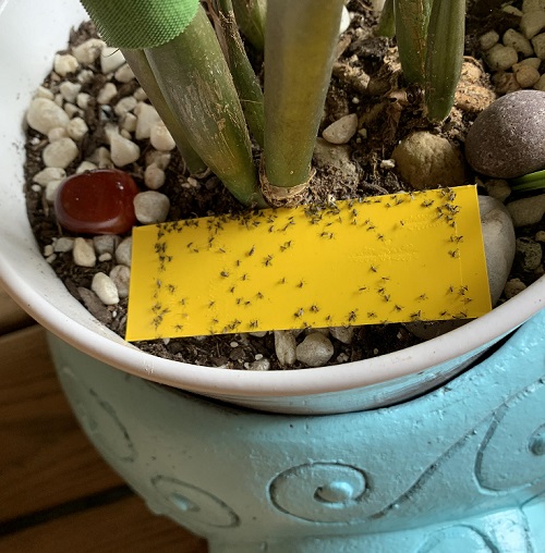 Pests that Love ZZ Plants