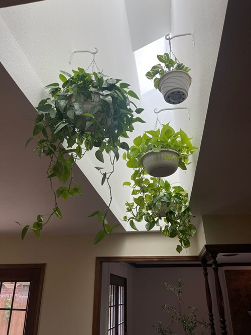 Floating or Hanging Planters Near Ceilings