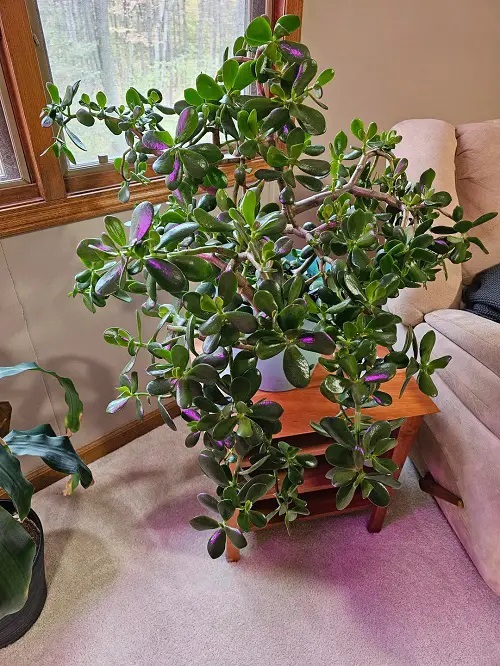 Beautiful Houseplants 1
