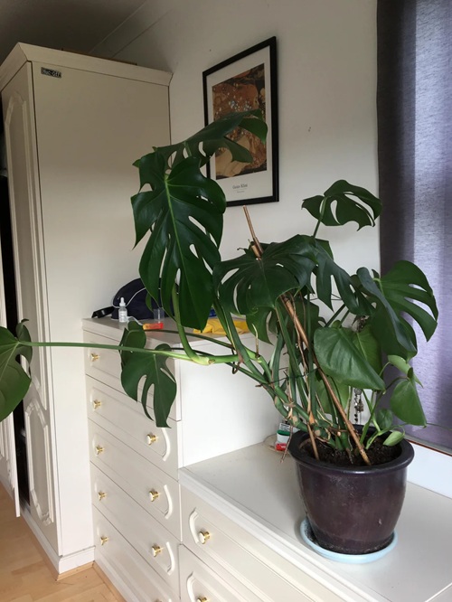 Keeping the Plant in One Direction Too Long