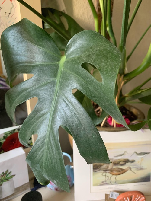 Letting Dust Gather on the Leaves