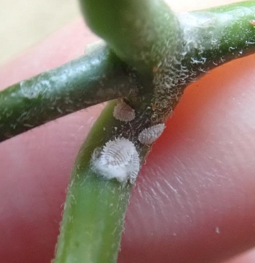 Pests that Love ZZ Plants