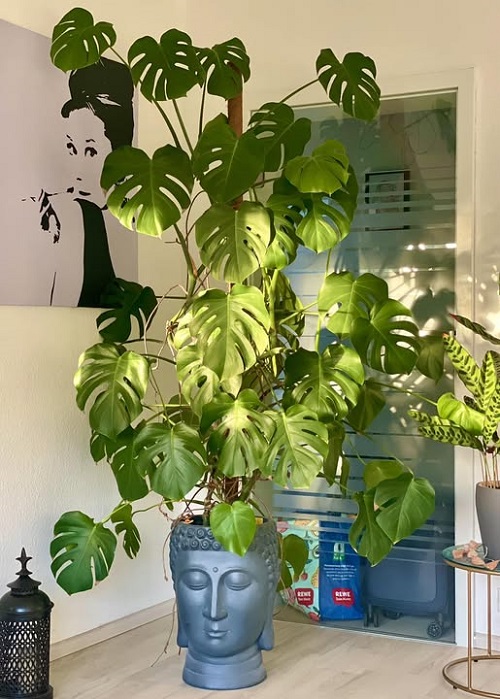 How to get monstera leaves to split