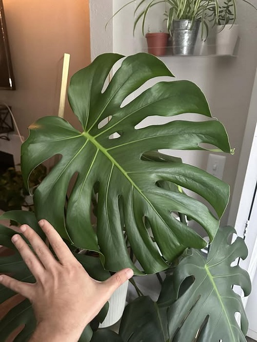 Mistakes that Stop Your Monstera from Getting Fenestration 2