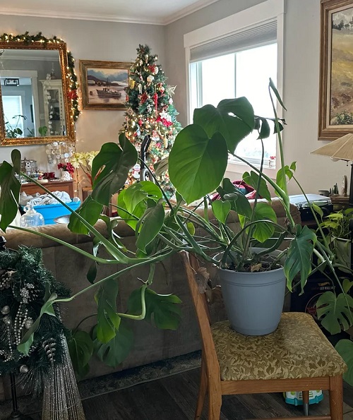 Stop Your Monstera from Getting Fenestration