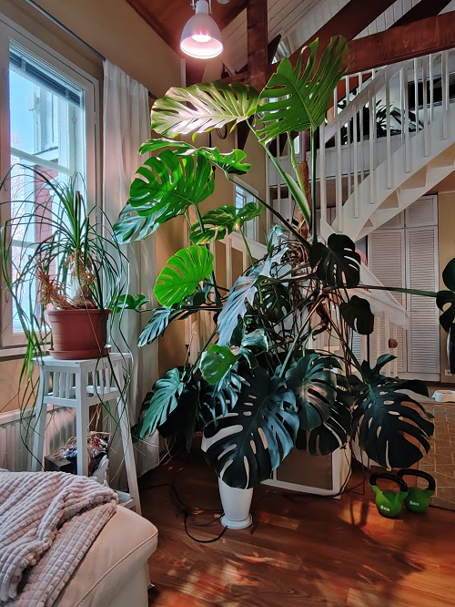 monstera leaves split