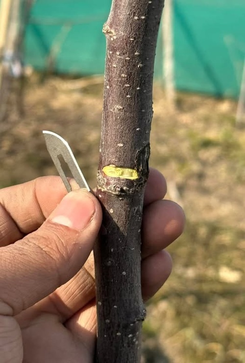Notching the Stem