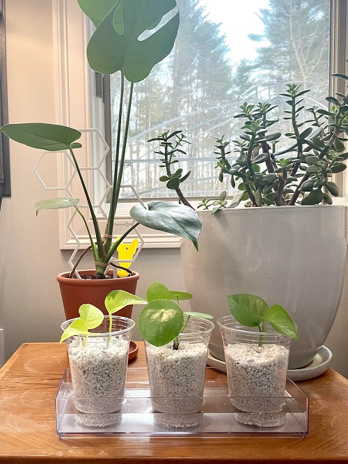 Surprising Ways to Propagate Pothos Without Using Water 2
