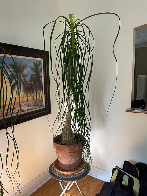 Indoor Plants that Hate Being Repotted But Still Grow Big1