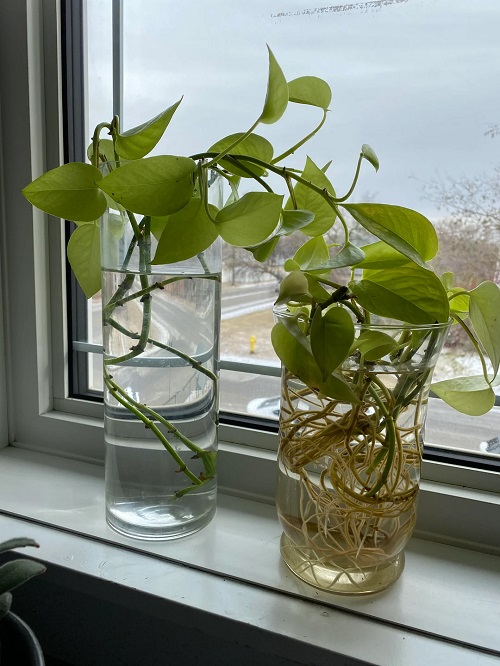 Hidden Tricks to Revive a Leggy, Leafless Pothos Vine