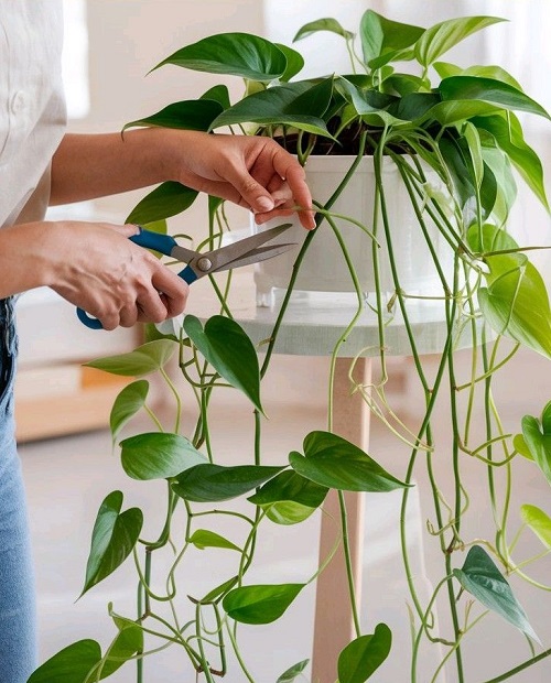 Prune Pothos for Leafier Growth