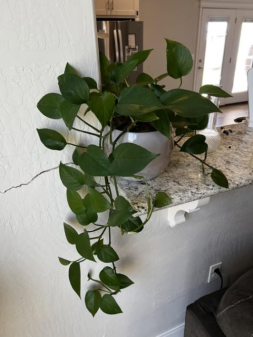 Reasons Your Pothos isn't Growing- And None Are What You Think