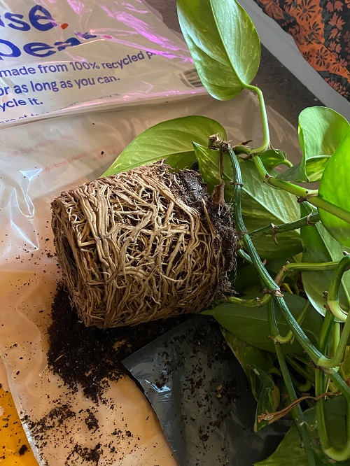 Hidden Tricks to Revive a Leggy, Leafless Pothos Vine