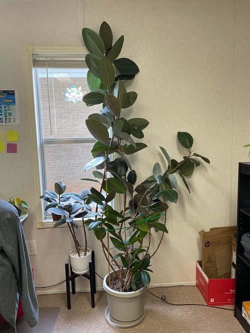 Big Rubber Plant indoor