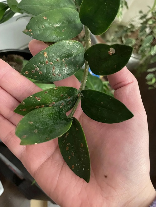Scale Insects on plants