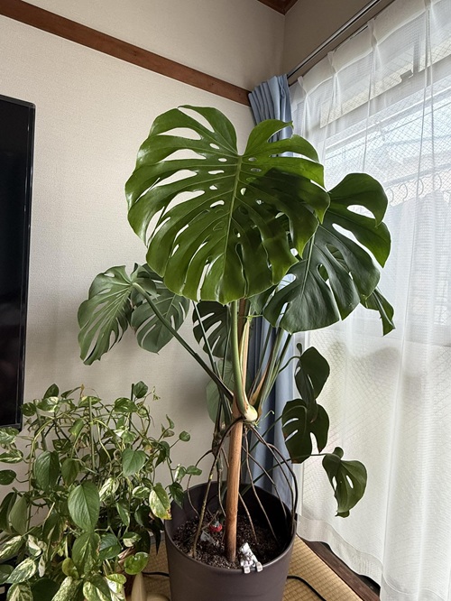 Mistakes that are Secretly Slowing Down Your Monstera's Growth