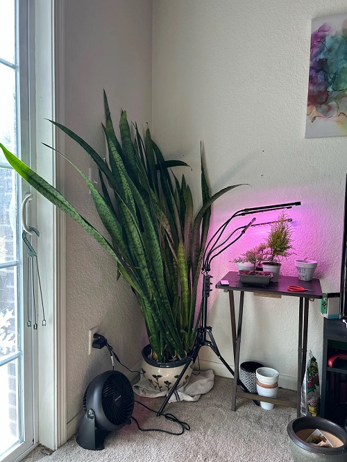 snake plant in small pot