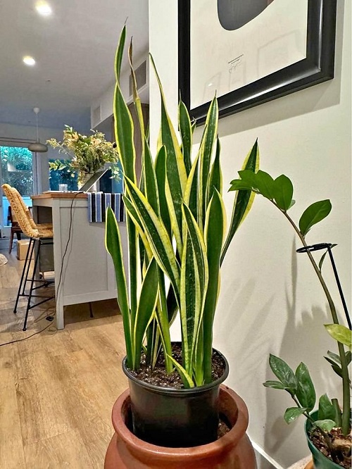 tall Snake Plant