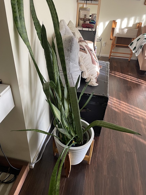 Hidden Reasons Your Snake Plant Keeps Falling Over 2