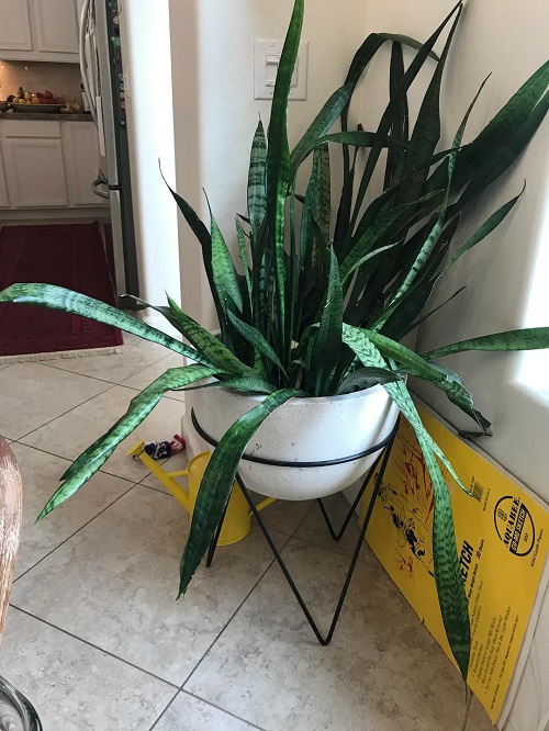 Hidden Reasons Your Snake Plant Keeps Falling Over