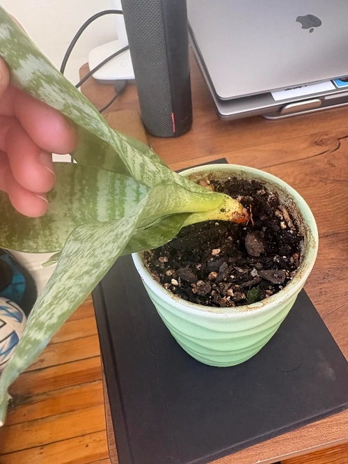 snake plants Broken Roots