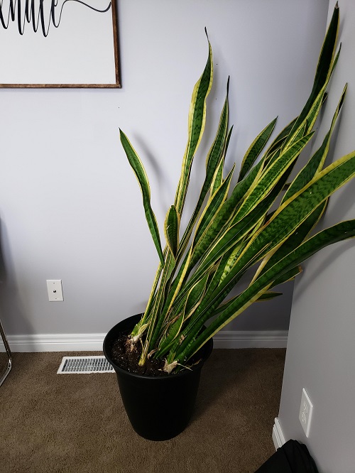 Hidden Reasons Your Snake Plant Keeps Falling Over 3