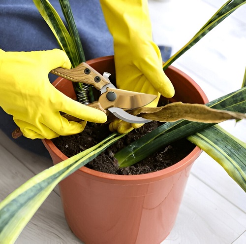 snake plant rim leaves