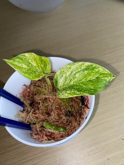 Sphagnum Moss Propagation