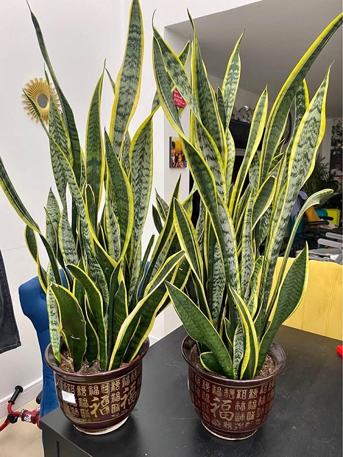 Things Snake Plants Hate that Most People Still Do 1