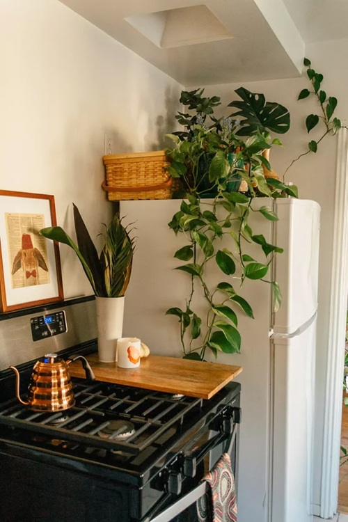 Places in Your Home Where Plants Grow Best