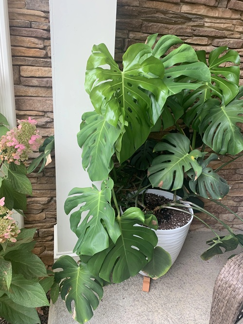 Trying to Force Growth in Winter