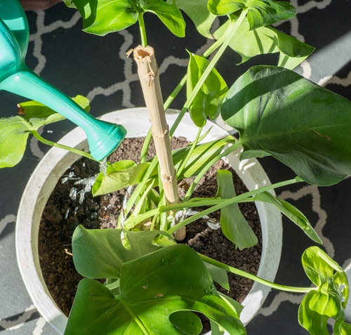 Watering Without Checking the Soil