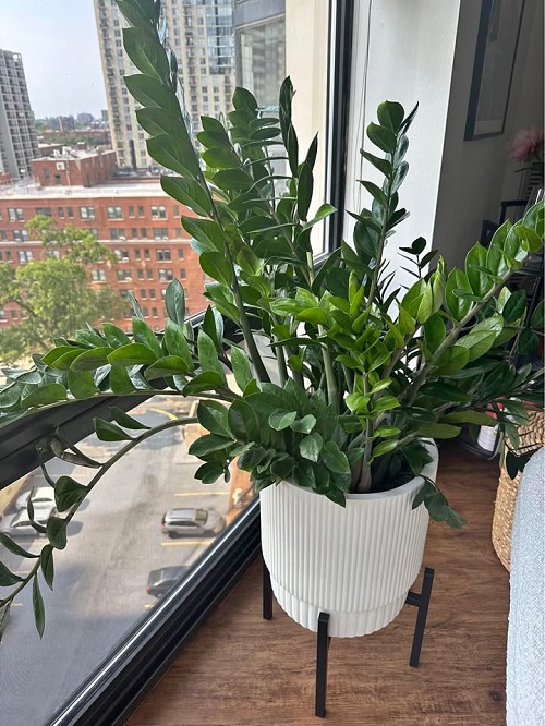 bushy ZZ Plant