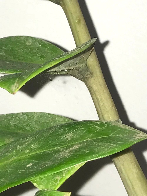 Pests that Love ZZ Plants- And How to Stop Them Naturally 2