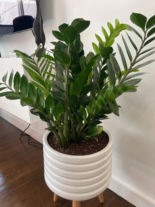 Pests that Love ZZ Plants- And How to Stop Them Naturally 1