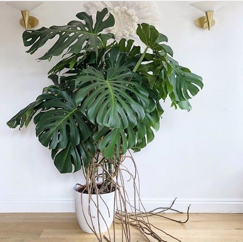 impact of not using moss poole for monstera 4