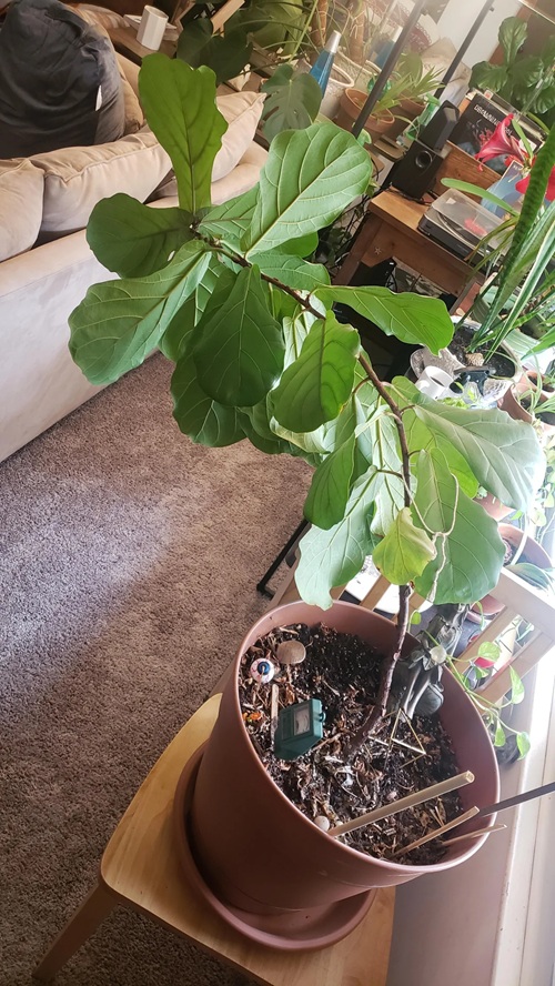 Tricks to Force a Fiddle Leaf Fig to Branch Without Topping It