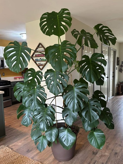Mistakes that Stop Your Monstera from Getting Fenestration 1