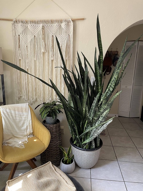 big snake plant